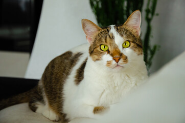 Fototapeta premium ginger cat lies on the couch, bed and looks into the lens. green eyes of a cat. green