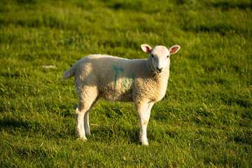Obraz premium Close-up photo of a sheep standing and eating from the grass