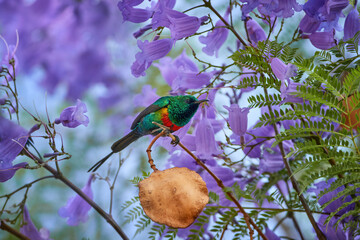 Beautiful sunbird, Cinnyris pulchella, sparkling green and red colored east-african tiny sunbird feeding on violet jacaranda tree flowers. Vivid colors of nature. Wildlife of East Africa, Ethiopia.