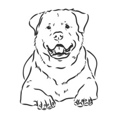 Rottweiler vector hand drawing monochrome illustration isolated on white background