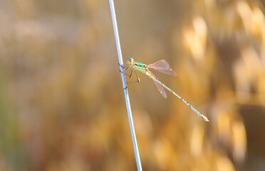 Beautiful dragonfly resting before departure 