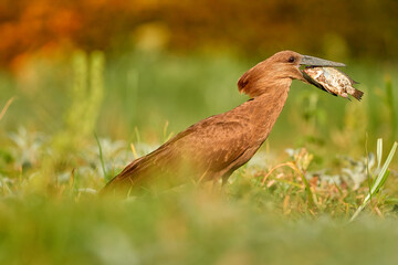 Low angle view of Scopus umbretta, Hamerkop or Hammerhead, catching big tilapia fish. Ethiopia, lake Ziway.