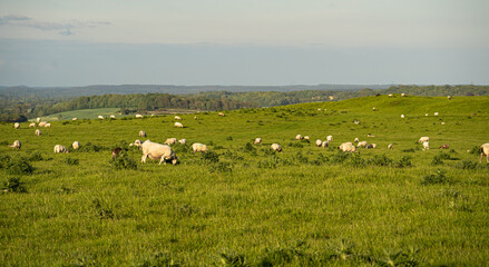 Fototapeta premium Group of sheep eating grass altogether from a green field