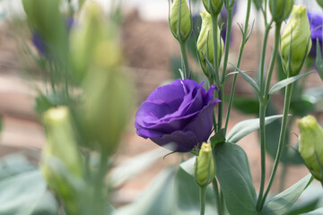 Graceful small and delicate flowers against a background of beautiful bokeh