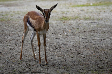 homson's Gazelle, Eudorcas Thompsonii, is less colorfully colored antelopeke