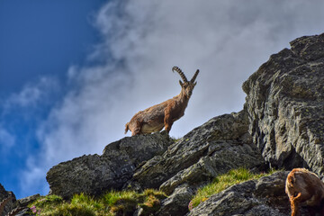 Steinbock, Steinböcke, Alpensteinbock, Ziege, Ziegenart, Alpen, Nationalpark, Hohe Tauern,...