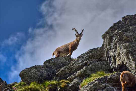 Steinbock, Steinb&ouml;cke, Alpensteinbock, Ziege, Ziegenart, Alpen, Nationalpark, Hohe Tauern, Gro&szlig;glockner, Hochgebirge, Steingei&szlig;, Capra ibex, Herde, Herdentier, Steinwild, Geh&ouml;rn, imposant, gebogen, Sp