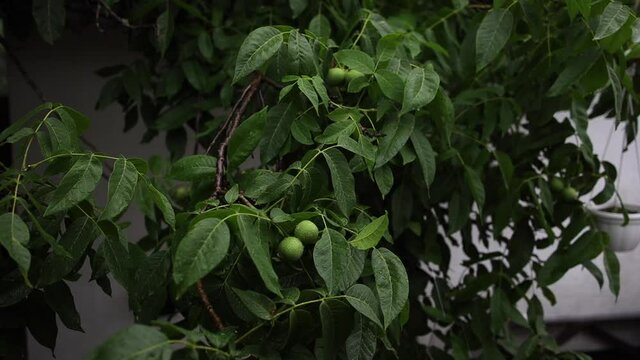 close-up of summer rain dripping on a green walnut leaf
