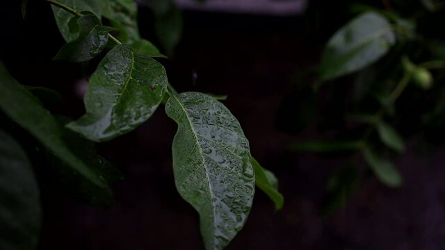 close-up of summer rain dripping on a green walnut leaf
