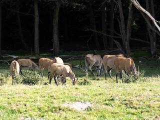 Naklejka na ściany i meble Flock of Eland Taurotragus oryx, grazing on the edge of the forest
