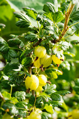 Ripe green gooseberries (Ribes uva-crispa) in homemade garden. Fresh bunch of natural fruit growing on branch on farm. Close-up. Organic farming, healthy food, BIO viands, back to nature concept.