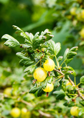 Ripe green gooseberries (Ribes uva-crispa) in homemade garden. Fresh bunch of natural fruit growing on branch on farm. Close-up. Organic farming, healthy food, BIO viands, back to nature concept.