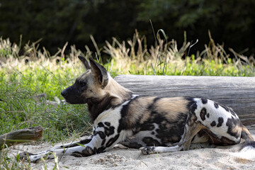 Adult African Wild Dog, Lycaon Pictus lying in front of a large trunk