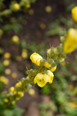 The Mullein  (Verbascum) plant blooming flowers