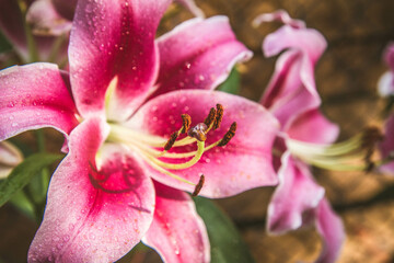 Fototapeta na wymiar Pink lily (Lilium) flower blooming in close up 
