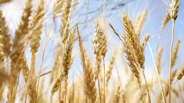 golden spikelets of rye swing in the wind against the blue sky