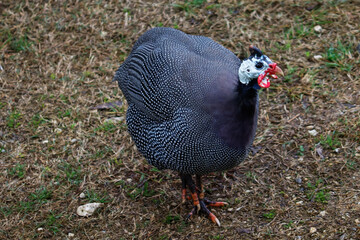 angola hen