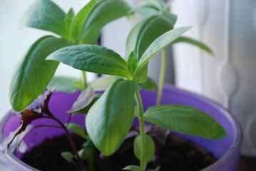 Green shoots of a zinnia flower with narrow leaves. In a purple ceramic pot, young shoots of zinnia (aster) flowers grow with elongated green leaves and smooth edges on green stems.