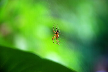 Naklejka premium light brown spider with black stripes on the body. In the middle of the web, a spider with six limbs sits and waits for a victim. Spider on a background of green leaves