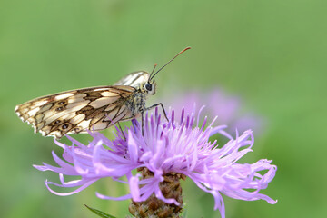 Schmetterling 926