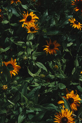 Obraz premium Yellow flowers in the garden