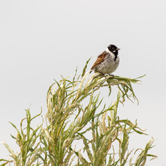 Male Reed Bunting Perched in a Tree