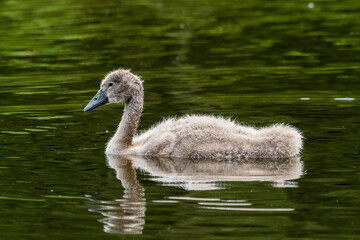 Young Cygnet Floating on Water
