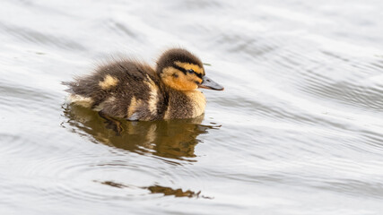 Cute Little Duckling Floating on Water
