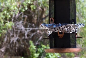 An empty hanging bird feeder is shown with bully bird pest control using aluminum foil near the...