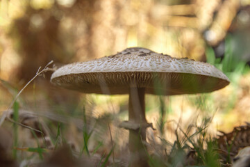 Parasol mushroom