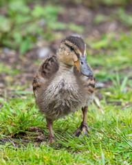 Cute Little Duckling Walking on the Ground