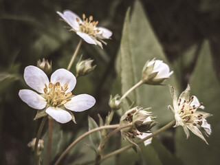 Wild Strawberry Bloom