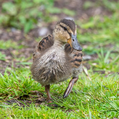 Cute Little Duckling Walking on the Ground