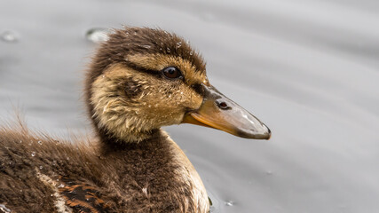 Cute Little Duckling Floating on Water