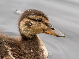 Cute Little Duckling Floating on Water