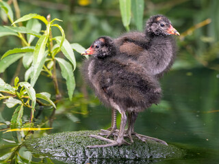 Pair of Young Moorhen's Standing on a Rock