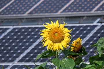 Konzept Sonnenenergie, Klima und Nachhaltigkeit: Große schöne Sonnenblume in Nahaufnahme vor...