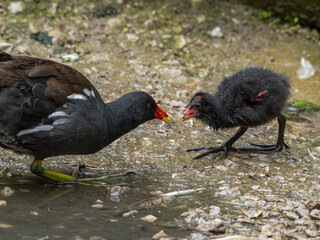 Adult Moorhen Feeding its Young