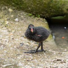 Young Moorhen Standing on the Ground