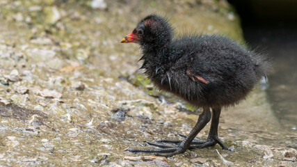 Young Moorhen Standing on the Ground