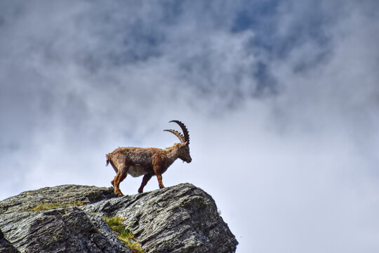 Steinbock, Steinb&ouml;cke, Alpensteinbock, Ziege, Ziegenart, Alpen, Nationalpark, Hohe Tauern, Gro&szlig;glockner, Hochgebirge, Steingei&szlig;, Capra ibex, Herde, Herdentier, Steinwild, Geh&ouml;rn, imposant, gebogen, Sp