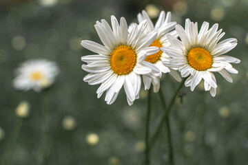 Three daisies in the autumn garden.