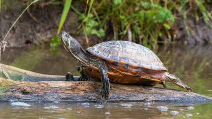 Red Eared Slider Soaking up the Sun