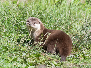 Asian Small-Clawed Otter Playing in Grass