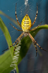 Wasp spider ( Argiope bruennichi) on his web. Place for text.