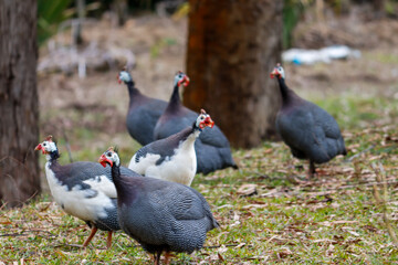 angola hen