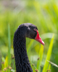 Close Up Black Swan