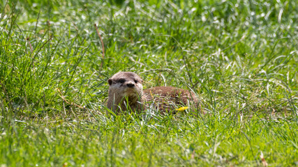 Asian Small-Clawed Otter Playing in Grass