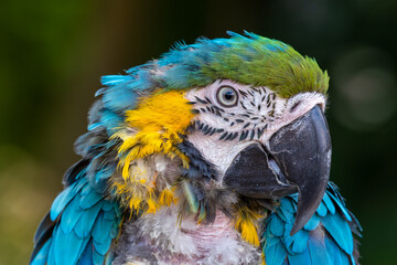 Close Up Blue and Yellow Macaw