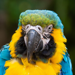 Close Up Blue and Yellow Macaw
